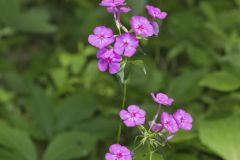 Smooth Phlox, Phlox glaberrima