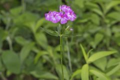 Smooth Phlox, Phlox glaberrima