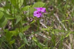 Smooth Phlox, Phlox glaberrima
