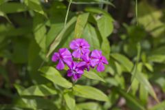 Smooth Phlox, Phlox glaberrima