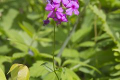 Smooth Phlox, Phlox glaberrima