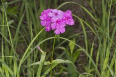 Smooth Phlox, Phlox glaberrima