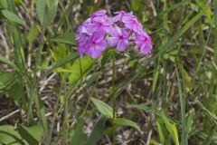 Smooth Phlox, Phlox glaberrima