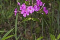 Smooth Phlox, Phlox glaberrima