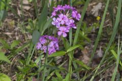 Smooth Phlox, Phlox glaberrima