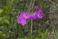 Smooth Phlox, Phlox glaberrima