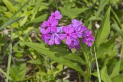 Smooth Phlox, Phlox glaberrima