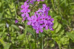 Smooth Phlox, Phlox glaberrima