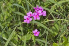Smooth Phlox, Phlox glaberrima