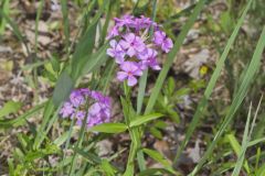 Smooth Phlox, Phlox glaberrima