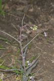 Smooth Rock Cress, Boechera laevigata