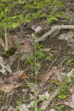 Smooth Rock Cress, Boechera laevigata