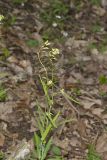 Smooth Rock Cress, Boechera laevigata