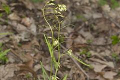 Smooth Rockcress