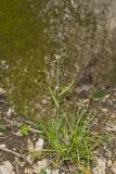 Smooth Rock Cress, Boechera laevigata