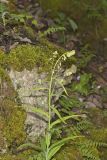 Smooth Rock Cress, Boechera laevigata