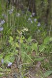 Smooth Rock Cress, Boechera laevigata