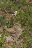 Smooth Rock Cress, Boechera laevigata