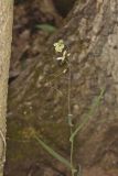 Smooth Rock Cress, Boechera laevigata