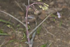 Smooth Rock Cress, Boechera laevigata