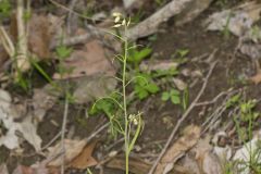 Smooth Rock Cress, Boechera laevigata