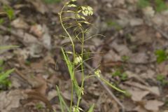 Smooth Rock Cress, Boechera laevigata