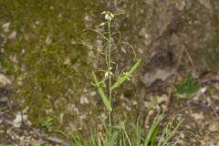 Smooth Rock Cress, Boechera laevigata
