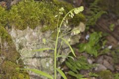 Smooth Rock Cress, Boechera laevigata