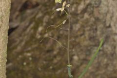 Smooth Rock Cress, Boechera laevigata