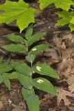 Smooth Solomon's Seal, Polygonatum biflorum