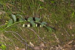 Smooth Solomon's Seal
