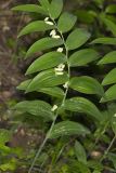 Smooth Solomon's Seal, Polygonatum biflorum