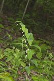 Smooth Solomon's Seal, Polygonatum biflorum