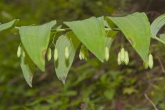 Smooth Solomon's Seal, Polygonatum biflorum