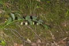 Smooth Solomon's Seal, Polygonatum biflorum