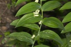 Smooth Solomon's Seal, Polygonatum biflorum
