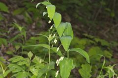Smooth Solomon's Seal, Polygonatum biflorum