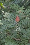 Smooth Sumac, Rhus glabra