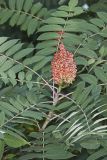 Smooth Sumac, Rhus glabra