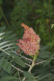 Smooth Sumac, Rhus glabra