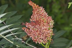 Smooth Sumac