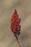 Smooth Sumac, Rhus glabra