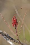 Smooth Sumac, Rhus glabra
