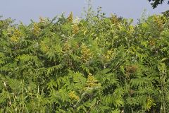 Smooth Sumac, Rhus glabra