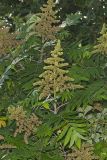 Smooth Sumac, Rhus glabra