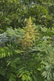 Smooth Sumac, Rhus glabra