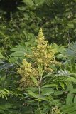 Smooth Sumac, Rhus glabra