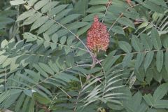 Smooth Sumac, Rhus glabra