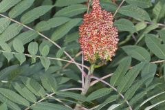 Smooth Sumac, Rhus glabra