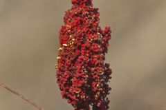 Smooth Sumac, Rhus glabra